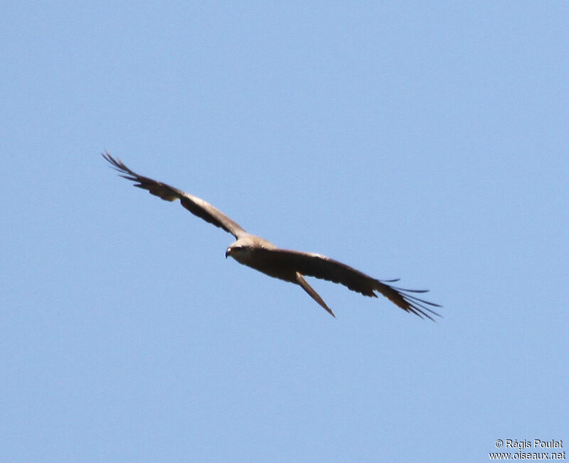 Black Kiteadult, Flight