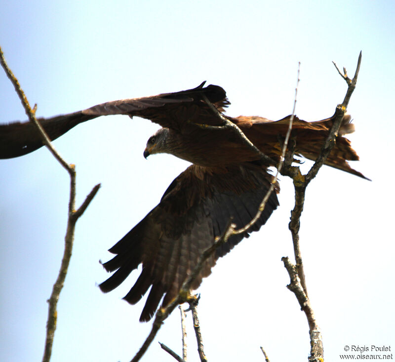 Black Kiteadult, identification, Behaviour