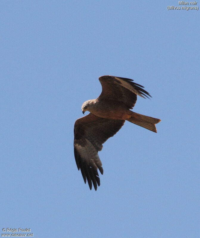 Black Kiteadult, Flight