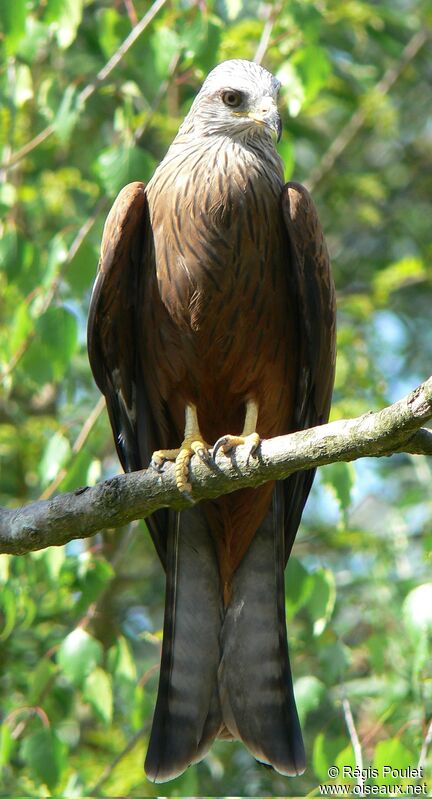 Red Kite