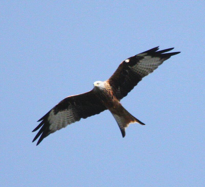 Red Kite, Flight