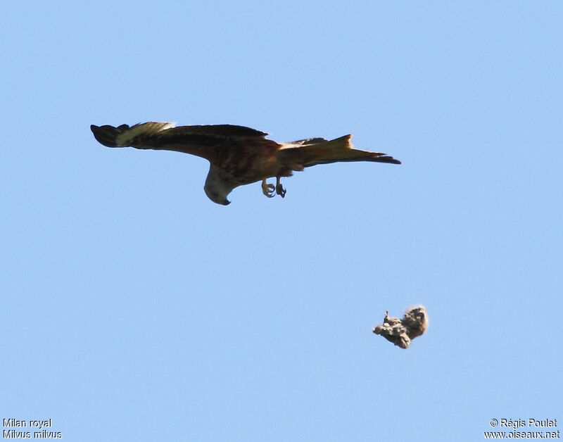 Red Kiteadult, feeding habits, Behaviour