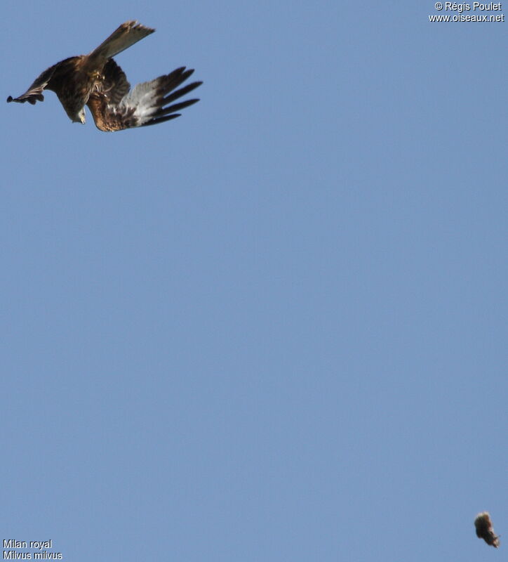 Red Kite, Flight, feeding habits