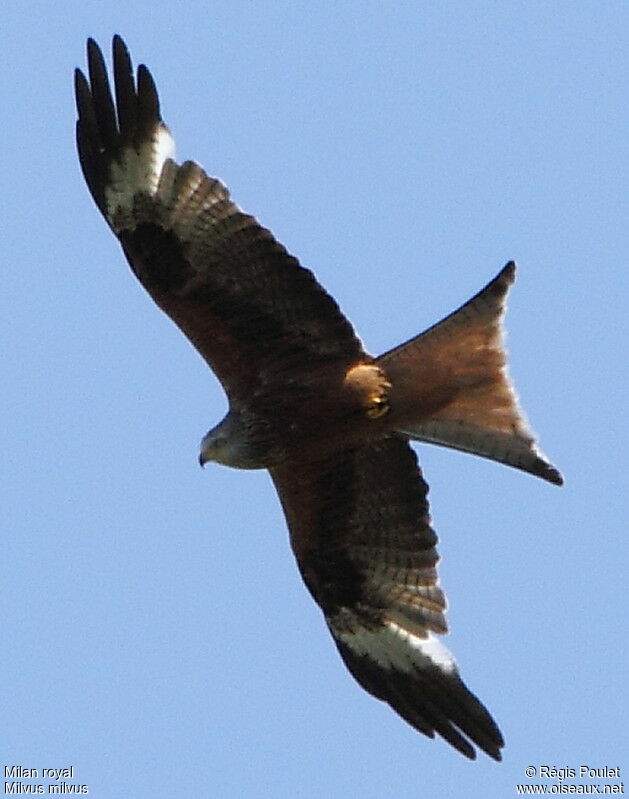 Red Kiteadult, Flight