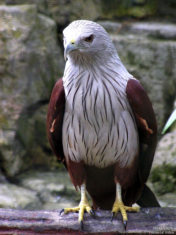 Brahminy Kite female