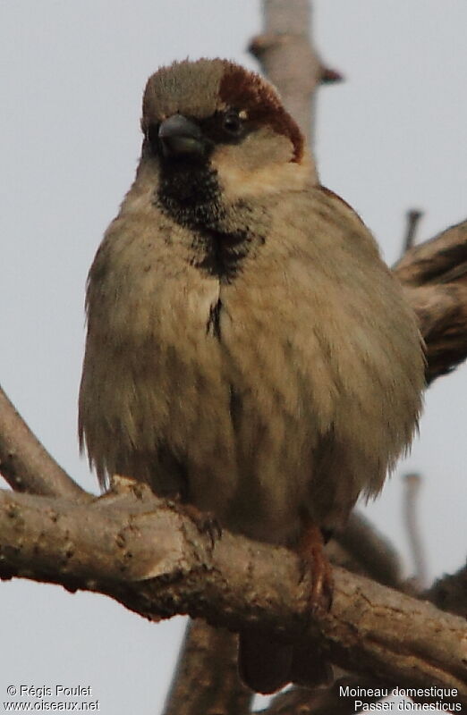 House Sparrow male adult