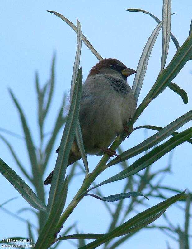 House Sparrow male adult post breeding