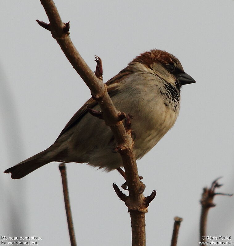 House Sparrow male adult, identification