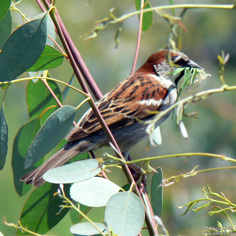 House Sparrow male adult, identification