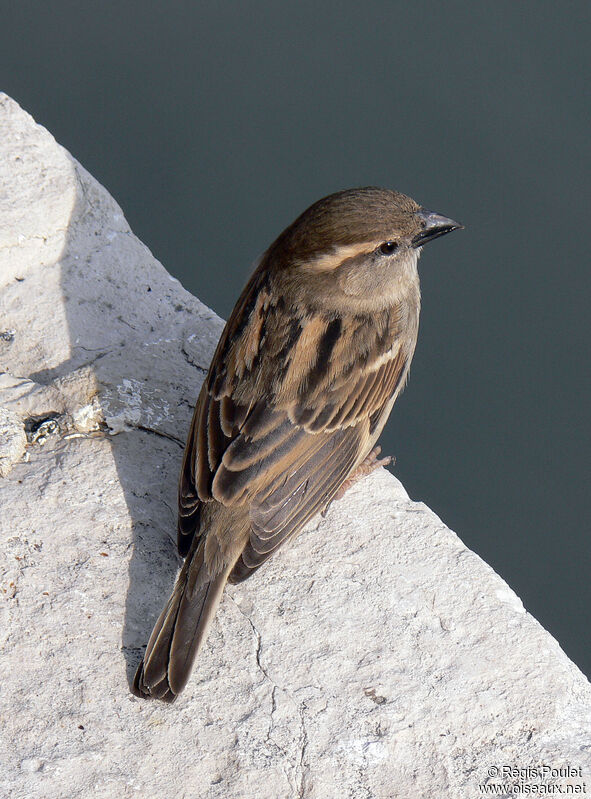 Moineau domestique femelle adulte, identification