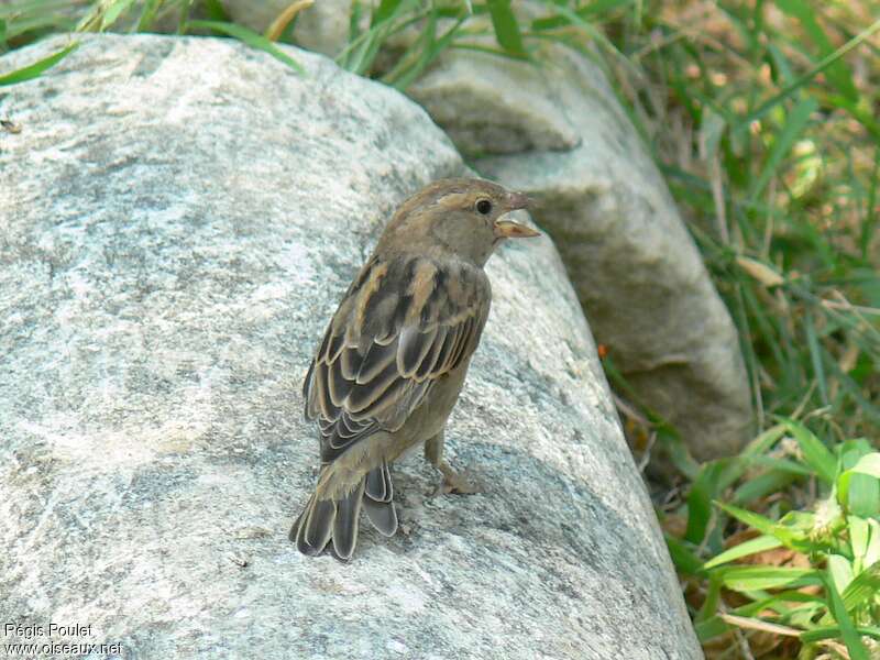 Spanish Sparrow female adult