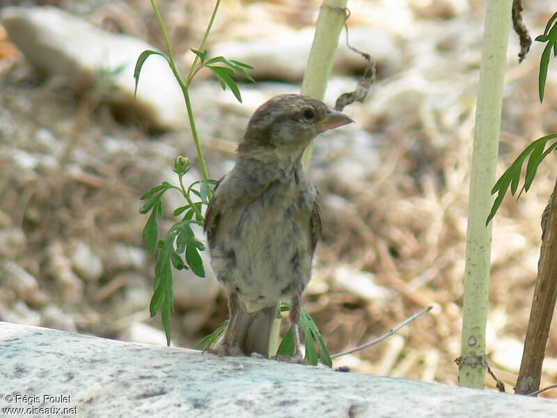 Moineau espagnolimmature