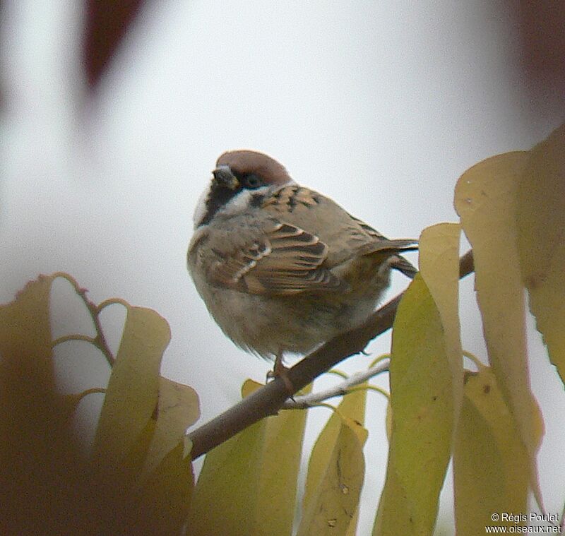 Eurasian Tree Sparrowadult