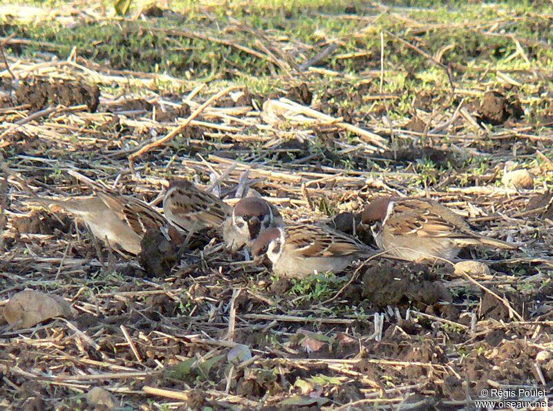 Eurasian Tree Sparrow