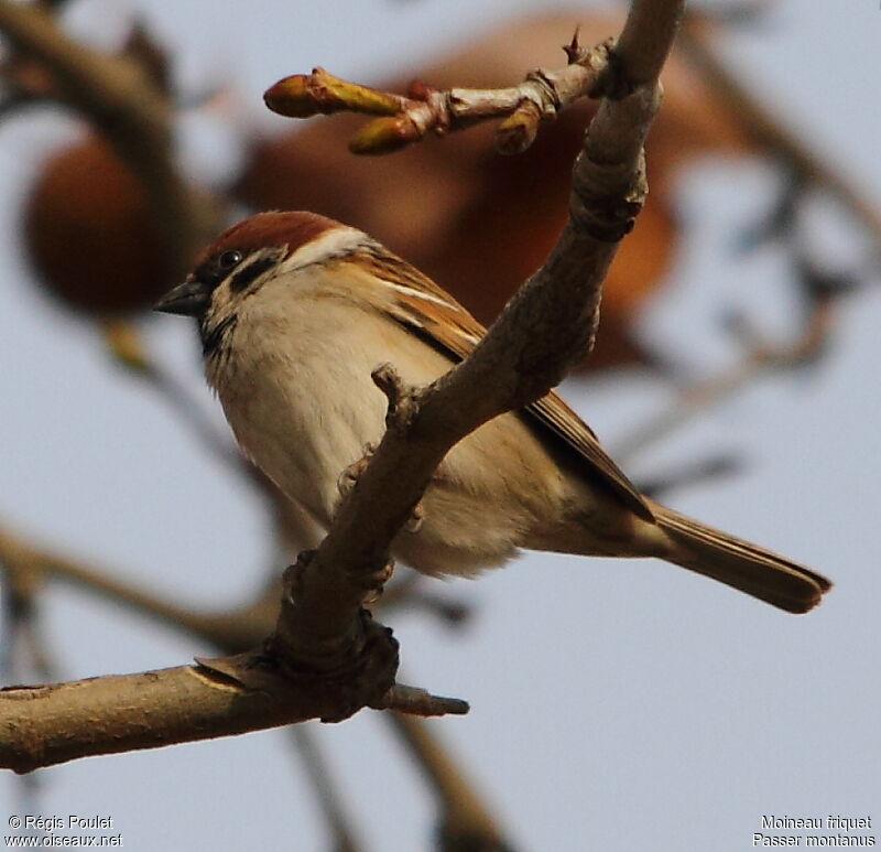 Eurasian Tree Sparrowadult