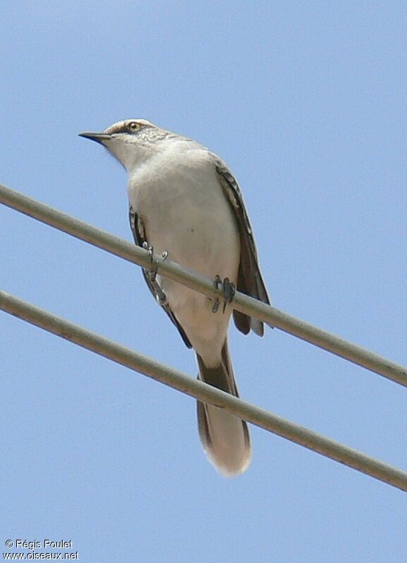 Tropical Mockingbirdadult