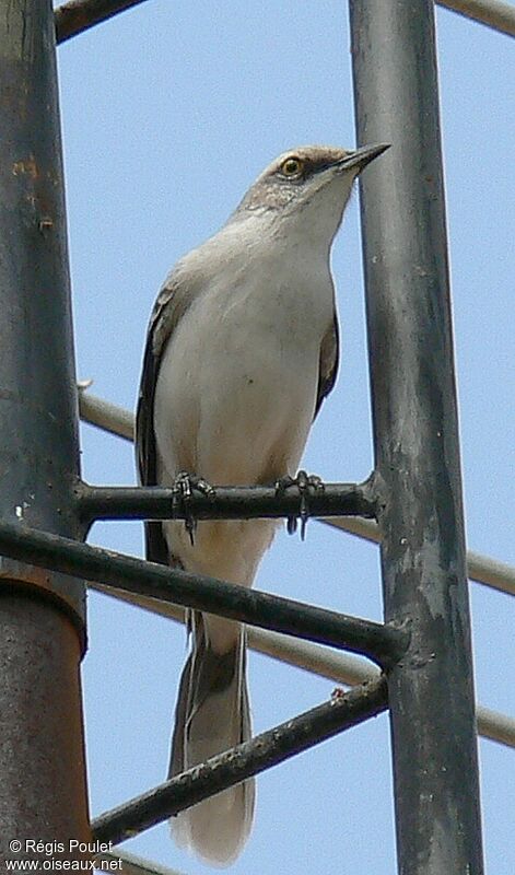 Tropical Mockingbirdadult