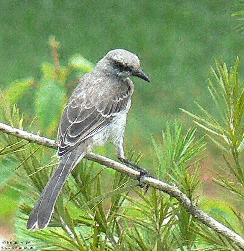 Tropical Mockingbirdadult