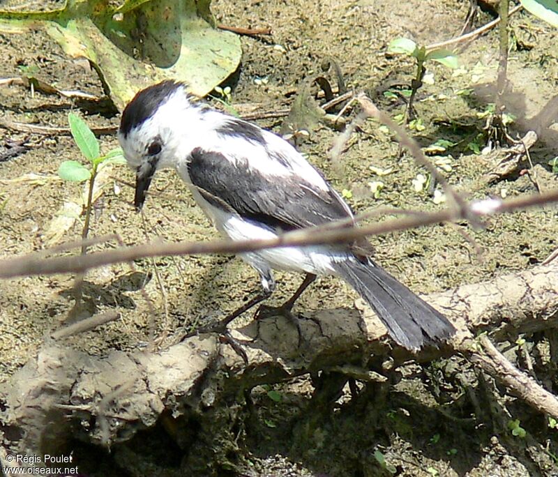 Pied Water Tyrant male adult