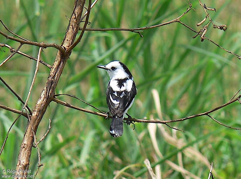 Pied Water Tyrant male adult