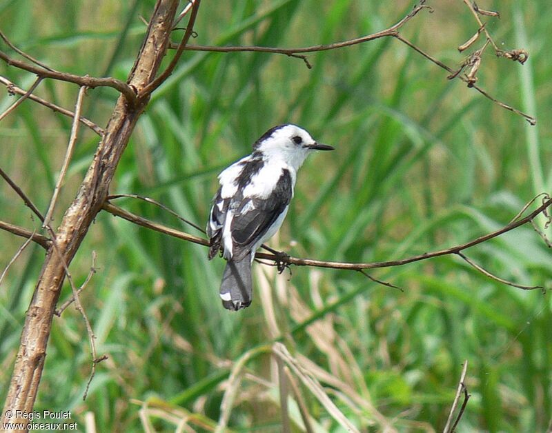 Pied Water Tyrant male adult