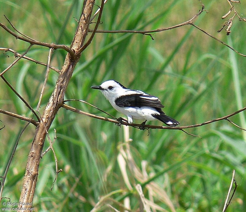 Pied Water Tyrant male adult