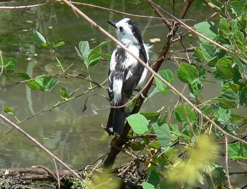 Pied Water Tyrant male adult