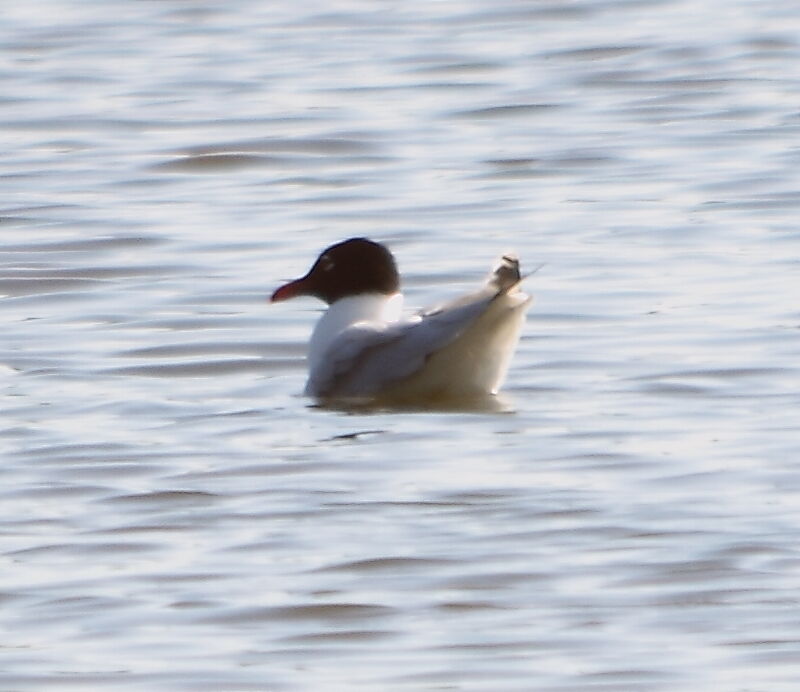 Mediterranean Gull