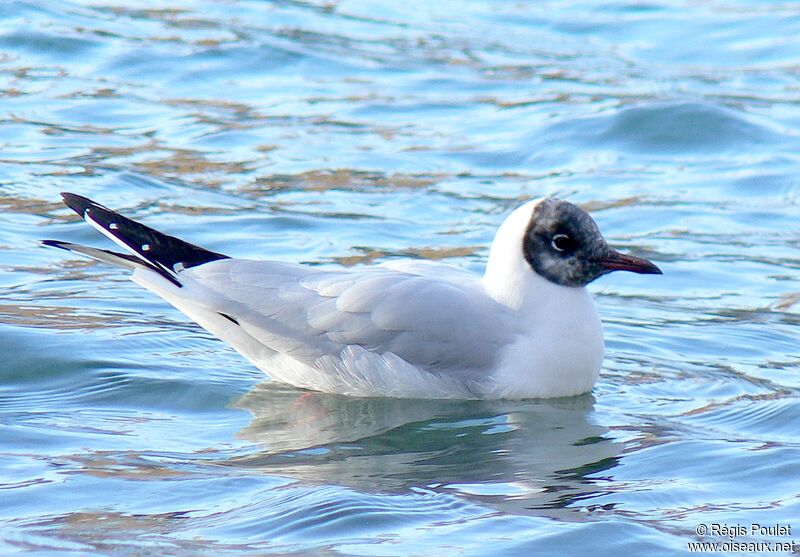 Mouette rieuseadulte internuptial