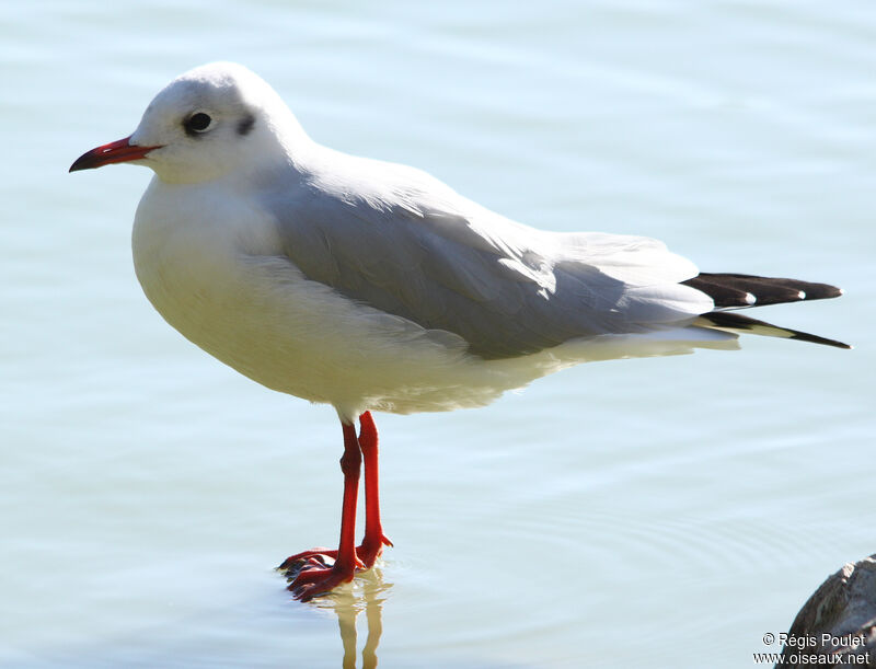 Black-headed Gull, identification