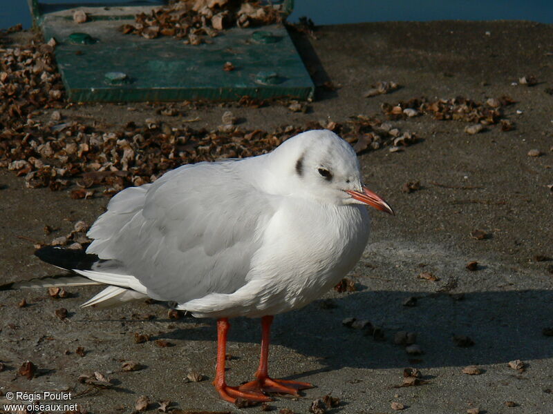 Black-headed Gulladult post breeding