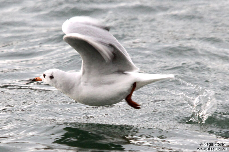 Mouette rieuse, Vol