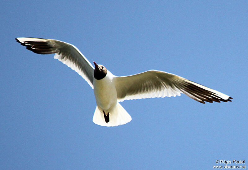 Black-headed Gulladult, Flight