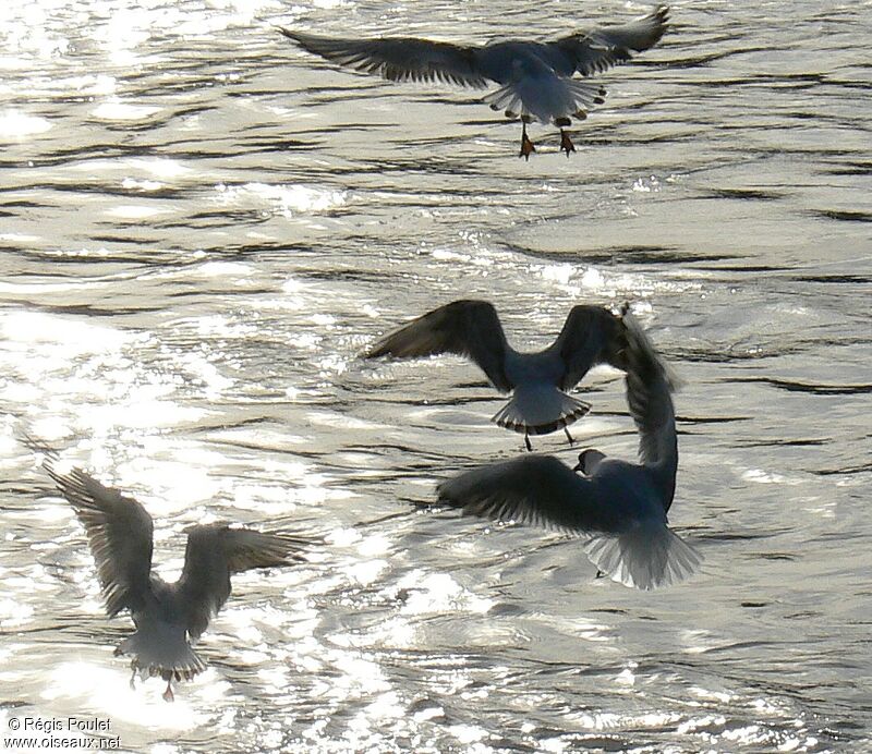 Black-headed Gull, Flight