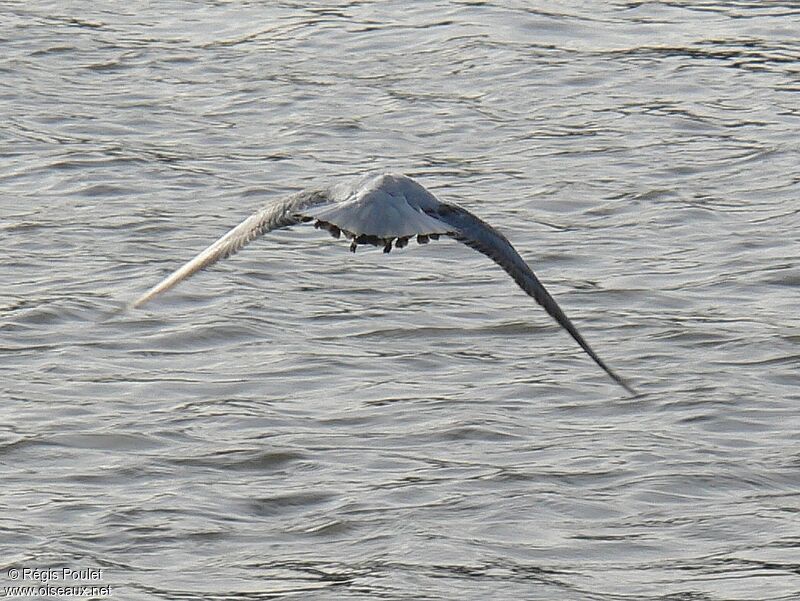 Black-headed Gull