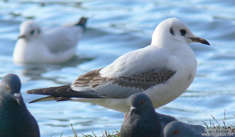 Mouette rieuseimmature