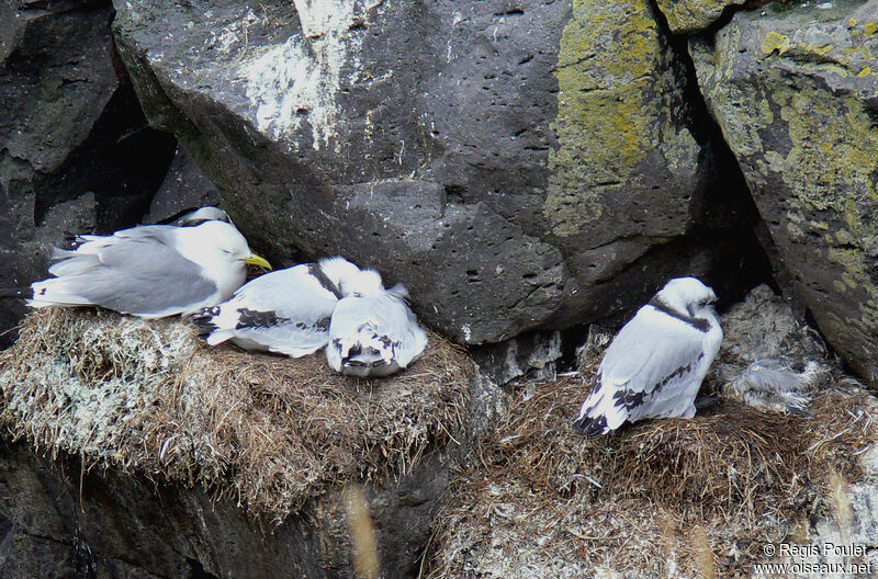 Black-legged Kittiwake