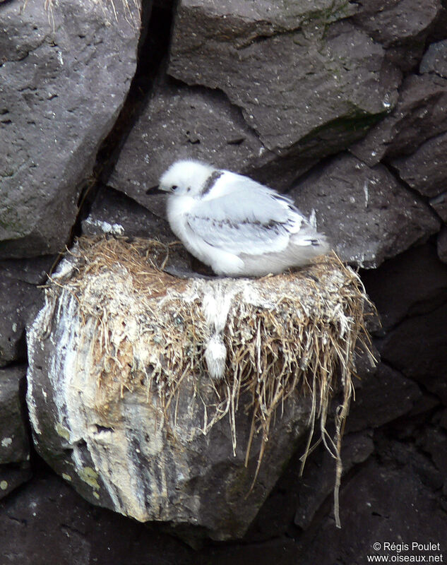 Black-legged Kittiwakeimmature