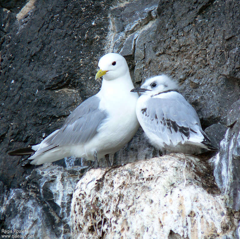 Black-legged Kittiwake, habitat, Reproduction-nesting