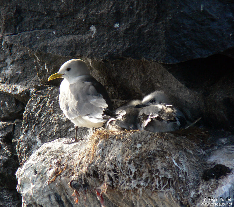 Mouette tridactyle