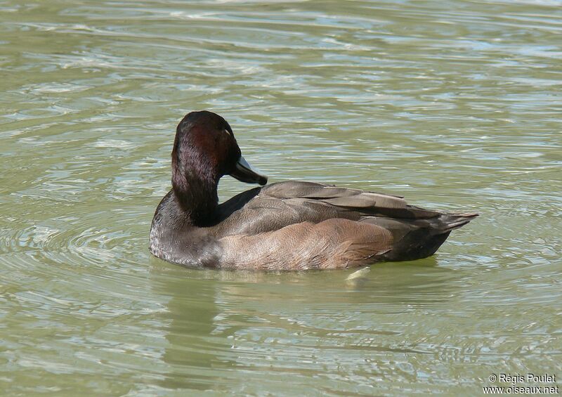 Southern Pochard male adult