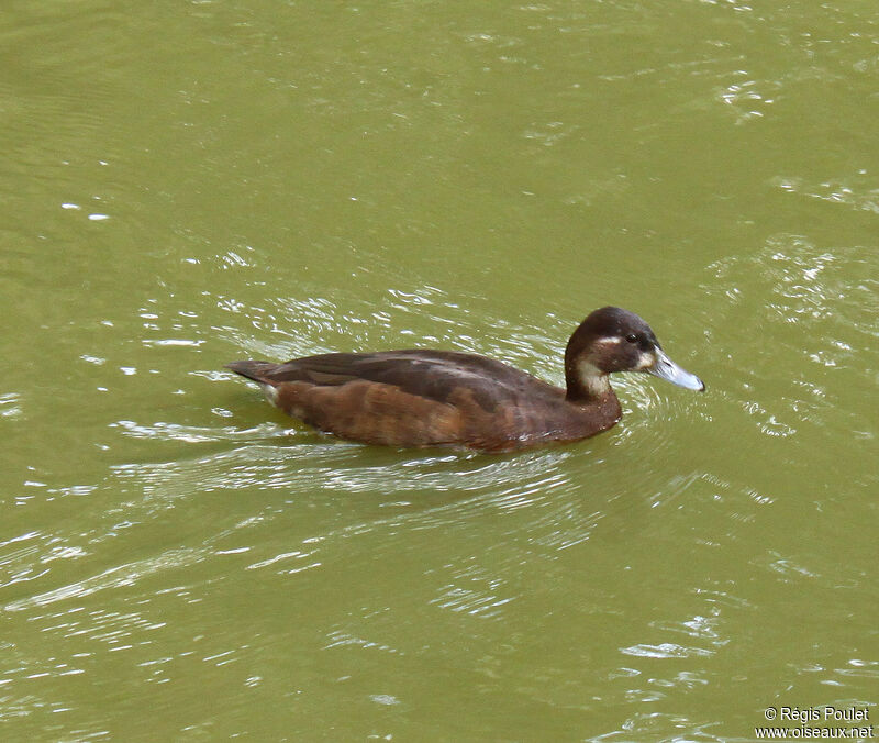 Southern Pochard female adult