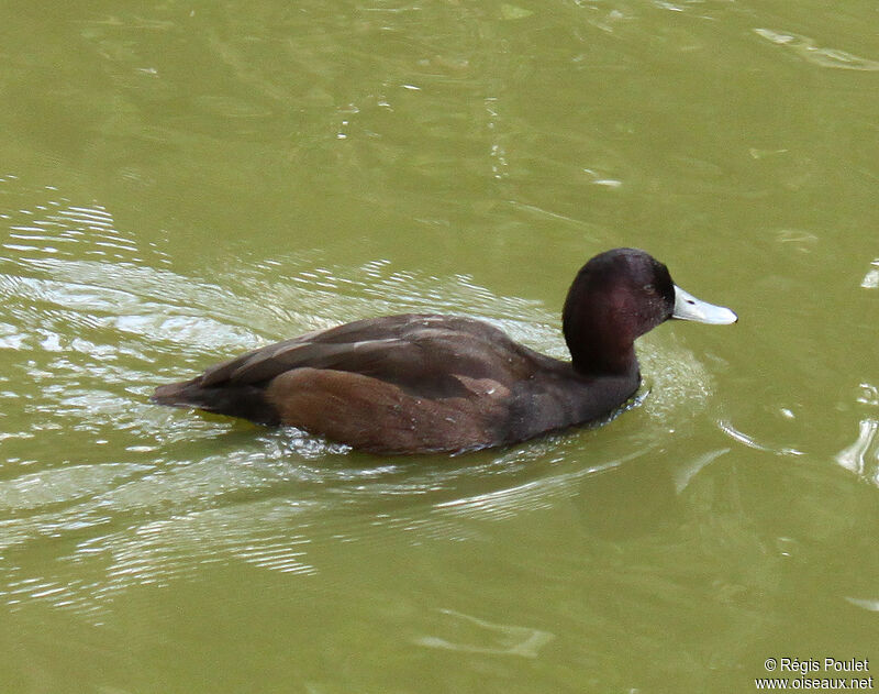 Nette brune mâle adulte, identification