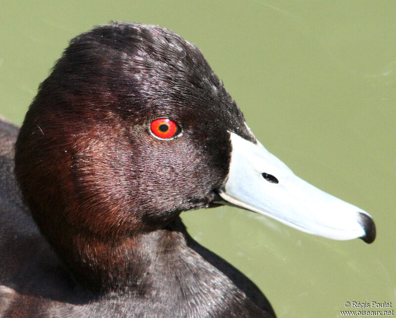 Southern Pochard male adult, identification