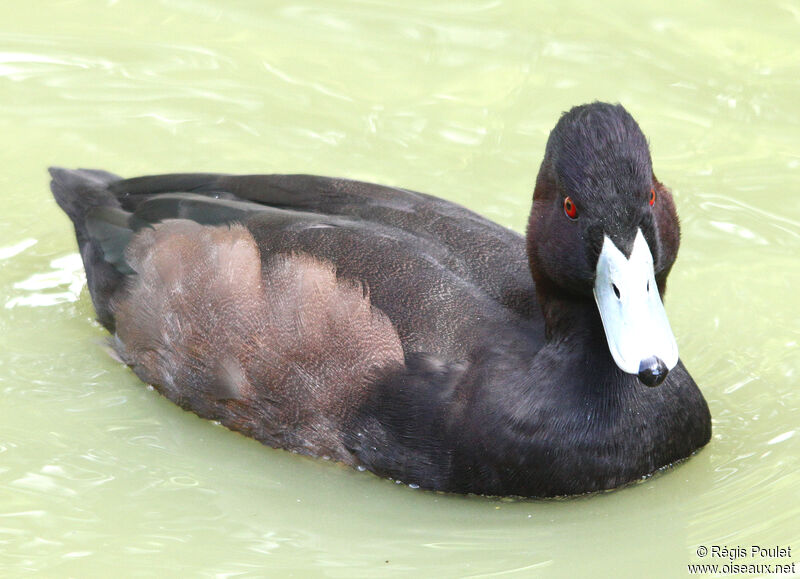 Southern Pochard male adult, identification