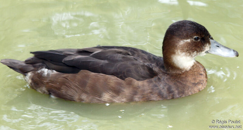 Southern Pochard female adult, identification