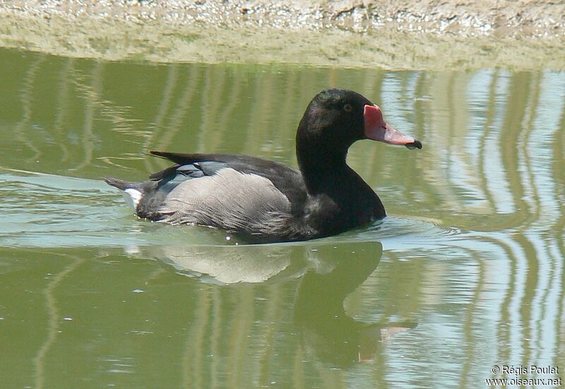 Rosy-billed Pochard male adult