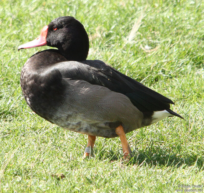 Rosy-billed Pochard male, identification