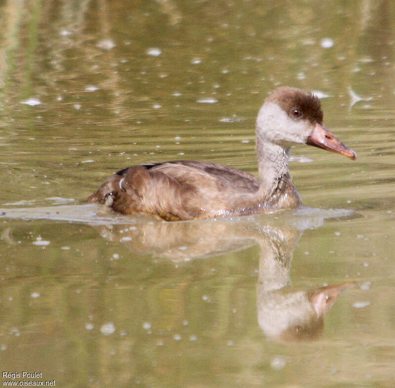 Nette roussejuvénile, identification