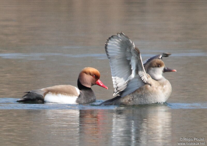 Red-crested Pochard , Behaviour